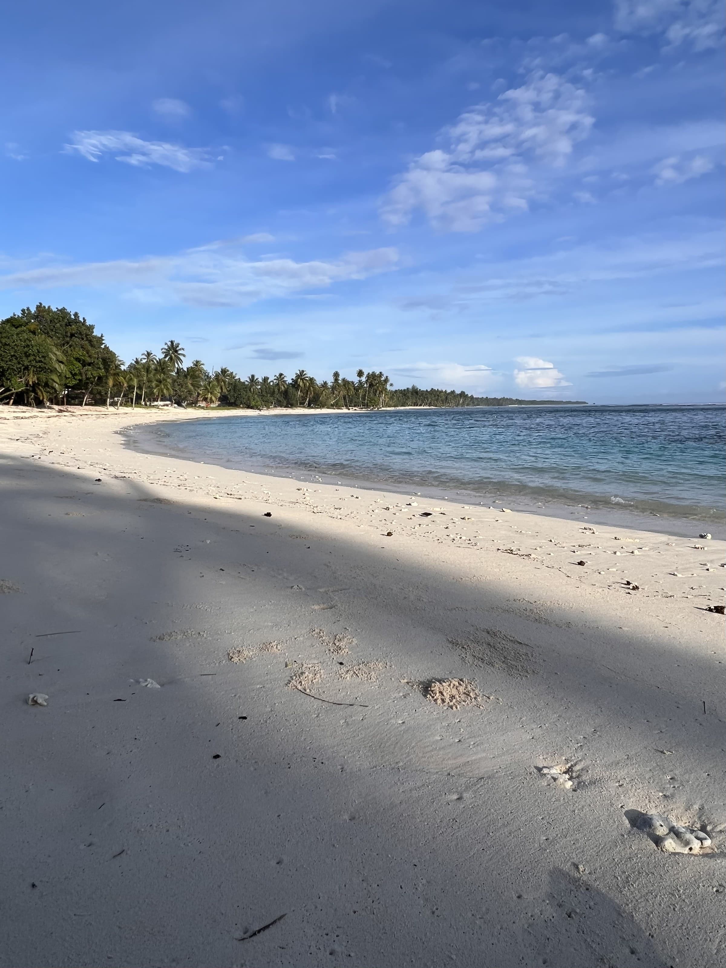 Empty white sand curving away in front of the palms