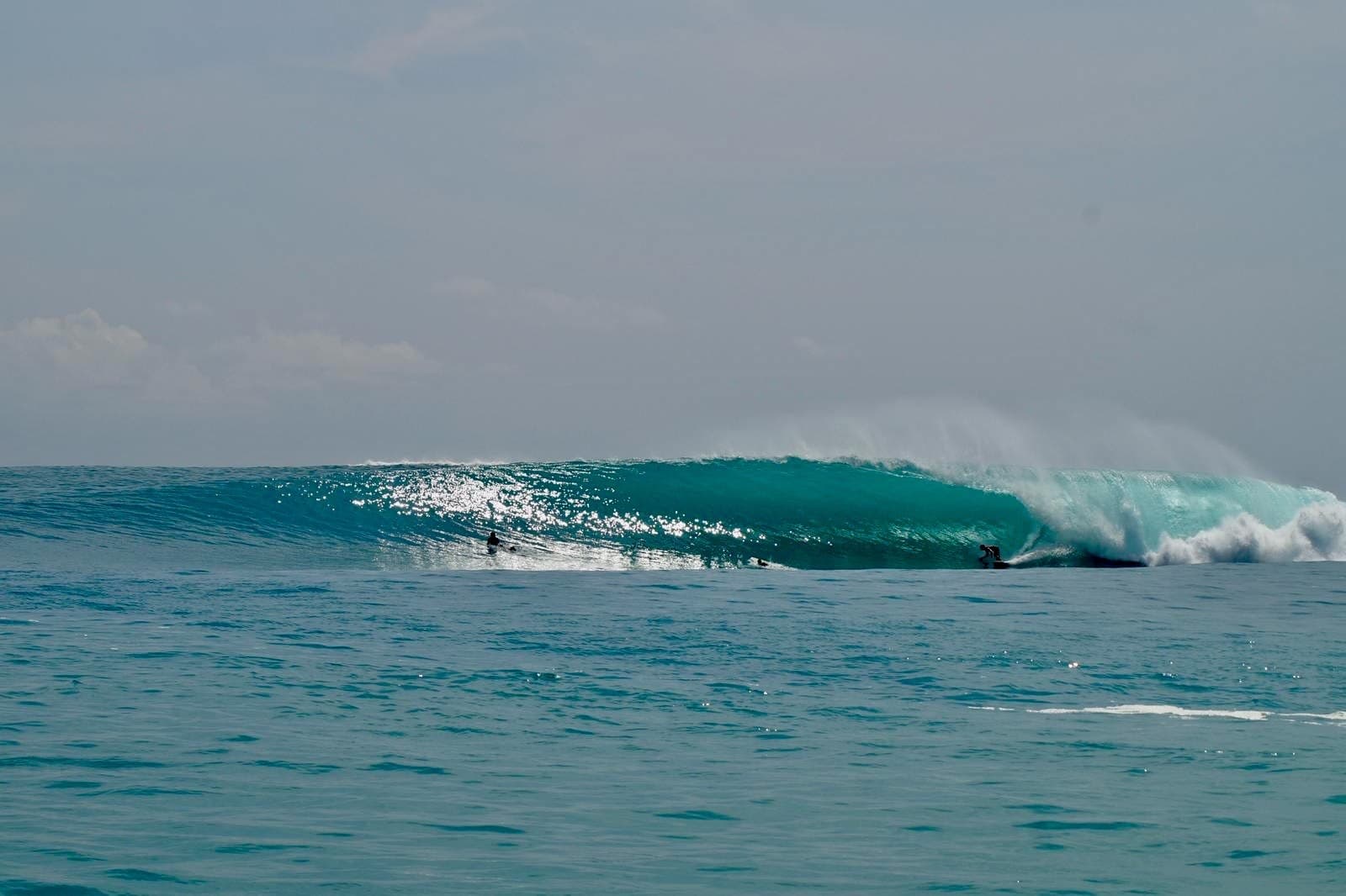 A green wall standing up over the reef